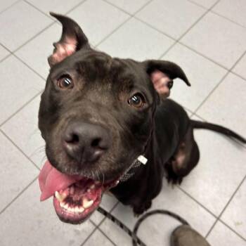 Roman -  Pit Bull Terrier Dog for Adoption in Buffalo, New York - Roman | PetCurious