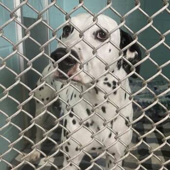 Winston -  Dalmatian Dog for Adoption in Port Charlotte, Florida - Winston | PetCurious