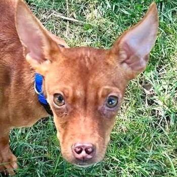 Roo -  Chihuahua and Miniature Pinscher Dog for Adoption in Overland Park, Kansas - Roo | PetCurious