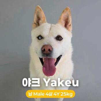 Jindo Dogs Available for Adoption in Northbrook, Illinois - Yakeu | PetCurious