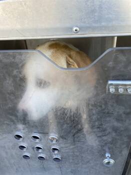 Rescue Mixed Breed Dogs for Adoption in Dallas, Texas - BENJI | PetCurious