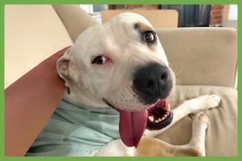 Pit Bull Terrier Dogs Available for Adoption in Amherst, Massachusetts - Theodore | PetCurious