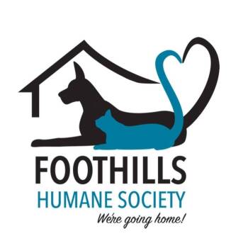 Sapphire -  Border Collie Dog for Adoption in Columbus, North Carolina - Sapphire | PetCurious