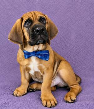 Hank -  Basset Hound and Pug Dog for Adoption in Lodi, California - Hank | PetCurious
