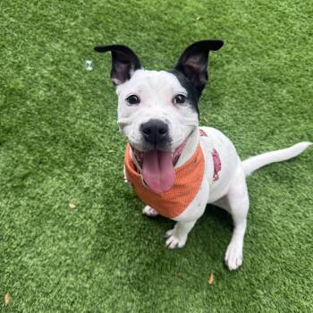 Summer -  Pit Bull Terrier and Mixed Breed Dog for Adoption in Houston, Texas - Summer | PetCurious