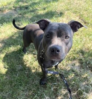 Lugo -  Pit Bull Terrier and Mixed Breed Dog for Adoption in Kansas City, Missouri - Lugo | PetCurious