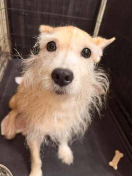 Piper (AL) -  Terrier Dog for Adoption in New York, New York - Piper (AL) | PetCurious