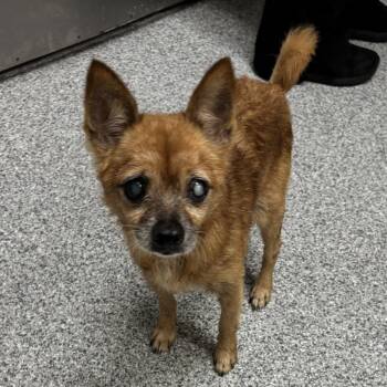 Pigeon -  Chihuahua Dog for Adoption in Grand Rapids, Michigan - Pigeon | PetCurious