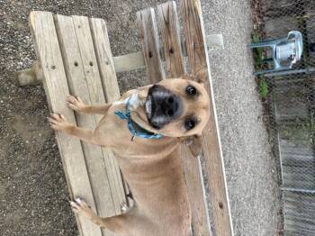 Rescue Hound Dogs for Adoption in Cincinnati, Ohio - Lacey | PetCurious