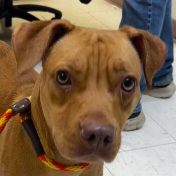 Rescue Pit Bull Terrier Dogs for Adoption in Jacksonville, Arkansas - Katherine | PetCurious