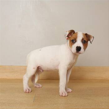 Cooper D71079 -  Cattle Dog and Mixed Breed Dog for Adoption in Minnetonka, Minnesota - Cooper D71079 | PetCurious