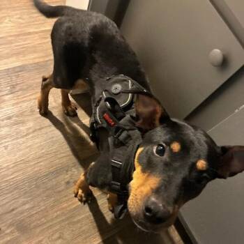 Kiba -  Doberman Pinscher and Mixed Breed Dog for Adoption in Houston, Texas - Kiba | PetCurious