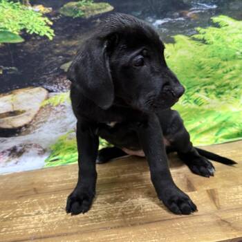 Melanie -  Shar Pei and German Shorthaired Pointer Dog for Adoption in Normal, Illinois - Melanie | PetCurious