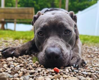 Rescue Pit Bull Terrier Dogs for Adoption in Belleville, Michigan - Faith | PetCurious