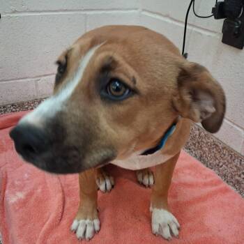 Steel -  Mixed Breed Dog for Adoption in Auburn, Alabama - Steel | PetCurious