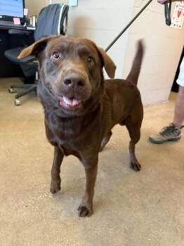 Rescue Labrador Retriever Dogs for Adoption in Fernandina Beach, Florida - RIVER | PetCurious