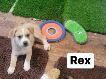 Labrador Retriever and Husky Dogs Available for Adoption - Rex | PetCurious