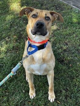 Pit Bull Terrier Dogs Available for Adoption - Oro | PetCurious