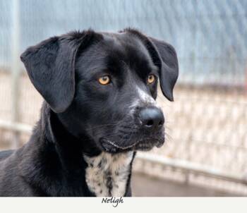 Neligh -  Labrador Retriever Dog for Adoption in Fremont, Nebraska - Neligh | PetCurious