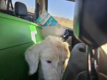 Rescue Standard Poodle and Old English Sheepdog Dogs for Adoption in Phelan, California - Ekko | PetCurious