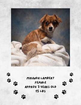 Miranda Lambert -  Chihuahua Dog for Adoption in Las Vegas, New Mexico - Miranda Lambert | PetCurious