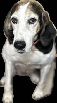Jon -  Beagle Dog for Adoption in Dallas, Texas - Jon | PetCurious