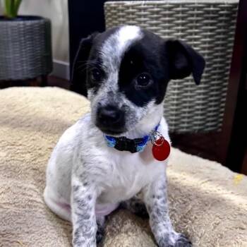 Quincy -  Cattle Dog Dog for Adoption in Portland, Oregon - Quincy | PetCurious