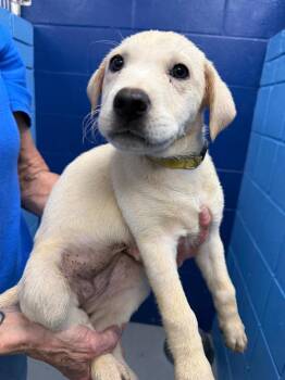 Daisy Duke (Dukes of Hazzard x 5) -  Labrador Retriever Dog for Adoption in Hartsville, South Carolina - Daisy Duke (Dukes Of Hazzard X 5) | PetCurious