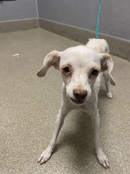 CRUMPET -  Chihuahua Dog for Adoption in Las Vegas, Nevada - CRUMPET | PetCurious