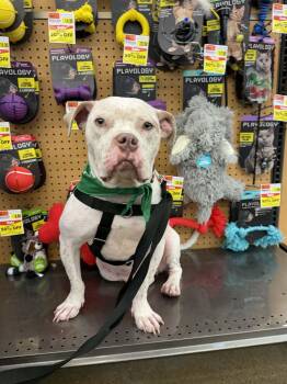 Midgey Moo -  Pit Bull Terrier and English Bulldog Dog for Adoption in Troy, Michigan - Midgey Moo | PetCurious