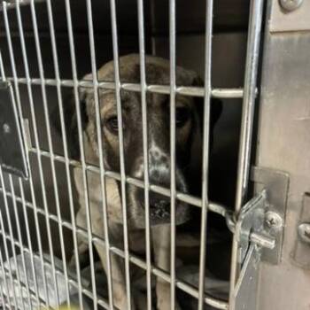 Boofy -  Mixed Breed and Anatolian Shepherd Dog for Adoption in Northbrook, Illinois - Boofy | PetCurious