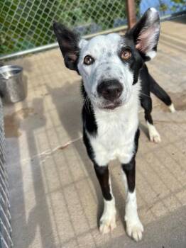 Bluefish -  Cattle Dog and Terrier Dog Available for Adoption in Canyon Lake, Texas - Bluefish | PetCurious