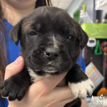 Labrador Retriever and Pointer Dogs Available for Adoption in Washington, District Of Columbia - Willy | PetCurious