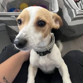 Dash -  Jack Russell Terrier Dog for Adoption in Richmond Hill, Georgia - Dash | PetCurious