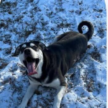 Rescue Husky and Mixed Breed Dogs for Adoption in Tawas City, Michigan - Malaki | PetCurious