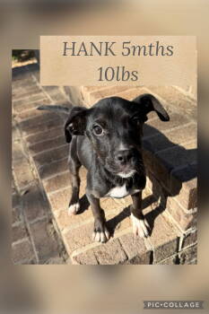 Rescue Retriever Dogs for Adoption in Holbrook, New York - HANK | PetCurious