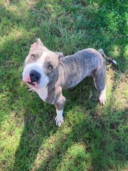 Rescue Pit Bull Terrier and Mixed Breed Dogs for Adoption in Blythe, California - DYSON | PetCurious