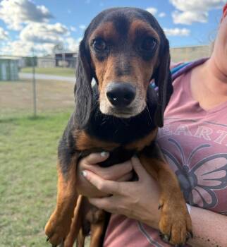 Rescue Beagle Dogs for Adoption in Briarcliff Manor, New York - Cole | PetCurious