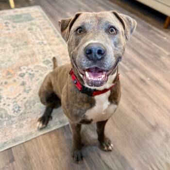 American Staffordshire Terrier and American Bulldog Dogs Available for Adoption in Friendswood, Texas - Chuck Lee The Chunky Hunk Legend  | PetCurious
