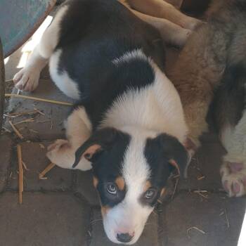 Australian Shepherd Dogs Available for Adoption in Newport, Washington - Tiny Dancer AKA She Be Fierce | PetCurious