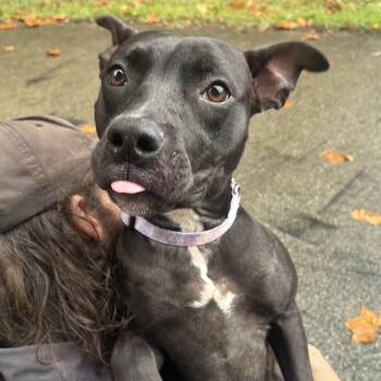 Rescue Terrier Dogs for Adoption in Waynesburg, Pennsylvania - Colette | PetCurious