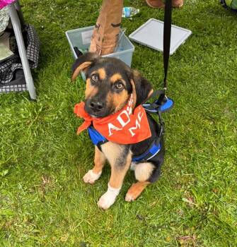 German Shepherd Dog Dogs Available for Adoption in Hornell, New York - Pauly | PetCurious