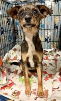 Chihuahua Dogs Available for Adoption in Armada, Michigan - Ella Vator | PetCurious