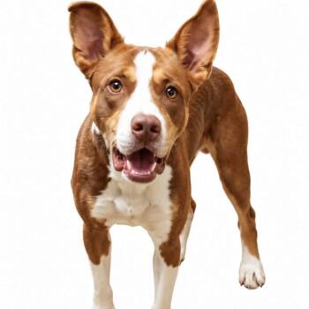 Mako -  Mixed Breed Dog for Adoption in Columbia, South Carolina - Mako | PetCurious