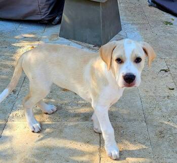PUPPY BEAU -  Golden Retriever and Hound Dog for Adoption in Franklin, Tennessee - PUPPY BEAU | PetCurious