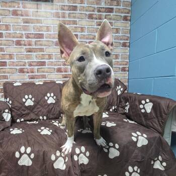 Baddie -  Pit Bull Terrier and Mixed Breed Dog for Adoption in Windsor, Virginia - Baddie | PetCurious
