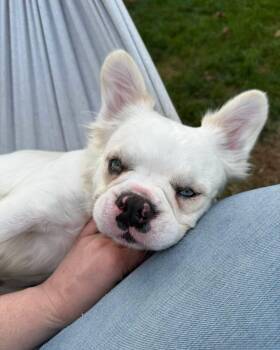 Bindi -  French Bulldog Dog for Adoption in Salisbury, Maryland - Bindi | PetCurious
