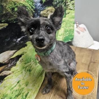 Chupie -  Pomeranian Dog for Adoption in Normal, Illinois - Chupie | PetCurious