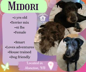 Midori -  Airedale Terrier Dog for Adoption in Lumberton, Texas - Midori | PetCurious