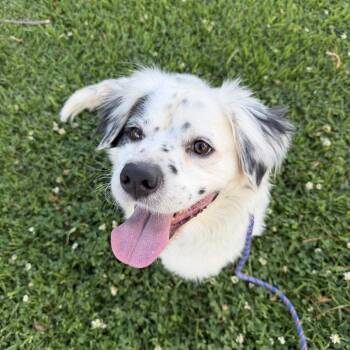 Australian Shepherd and Cocker Spaniel Dogs Available for Adoption in Los Angeles, California - Derek Smalls | PetCurious